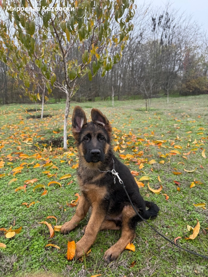 Елитни немски овчарки, снимка 1