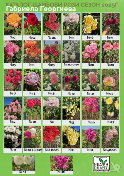 Щамбови рози на гол корен , снимка 1