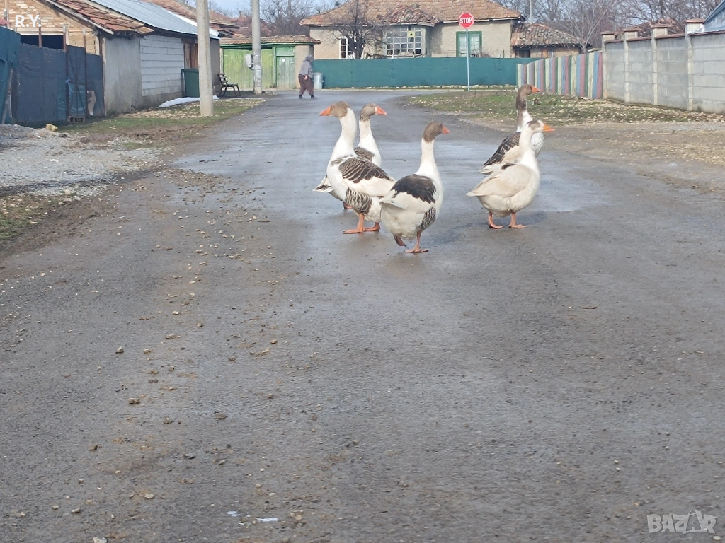Продавам гъски , снимка 1