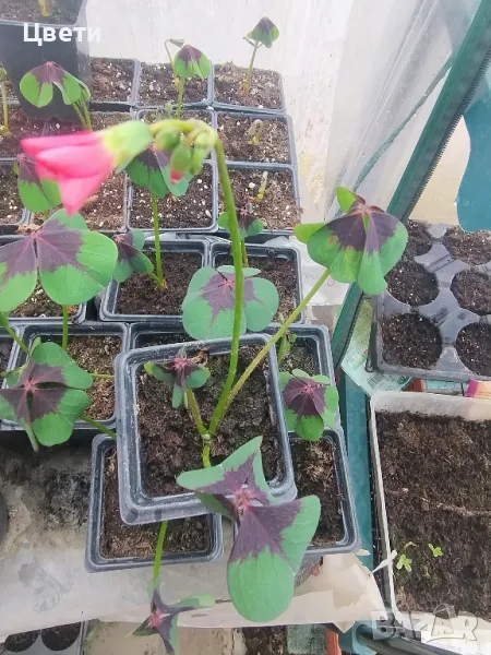 Продавам детелина , снимка 1