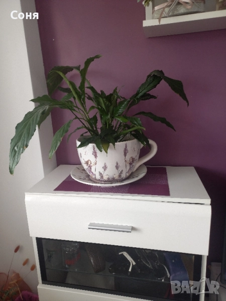 Спатифилум , снимка 1