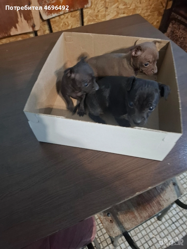 продавам пясъчни пинчери., снимка 1