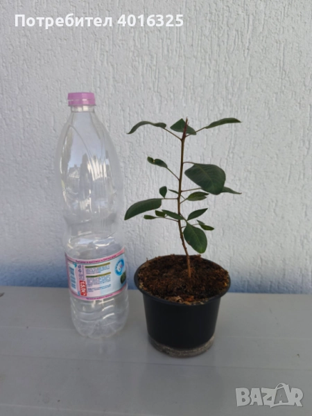 Разсад шамфъстък, снимка 1