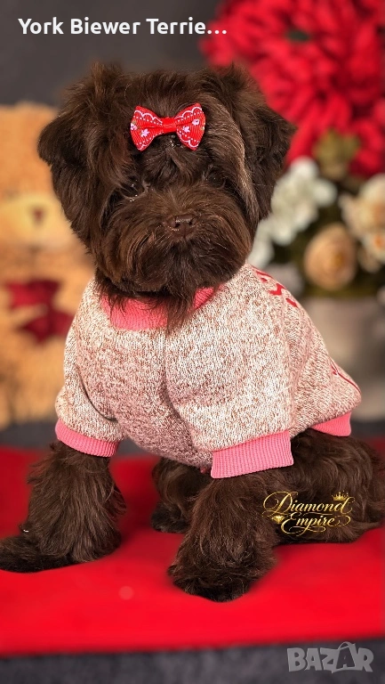 Мини малтипу! Шоколадов момчето Baby face за деца и възрастни! Доставка , снимка 1