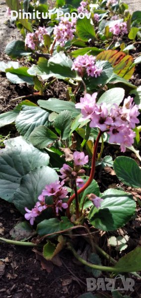 Бергения, снимка 1