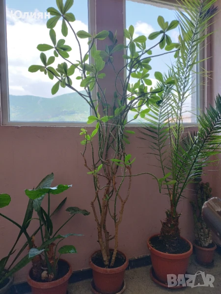 Продавам дърво на живота 20 год., снимка 1