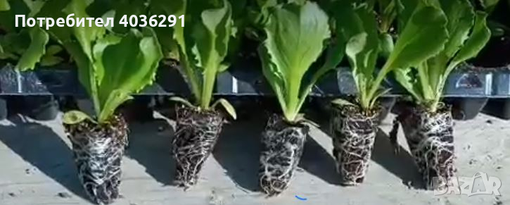 салата фънфикс айсберг и домат пипер в табли, снимка 1