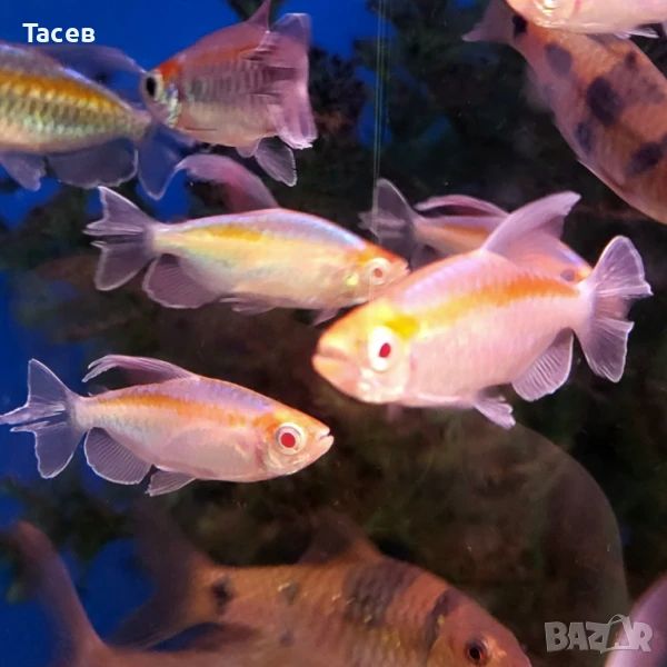 Конго тетри албино 5-6см, снимка 1