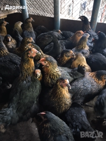 Ярки супер Харко, снимка 1