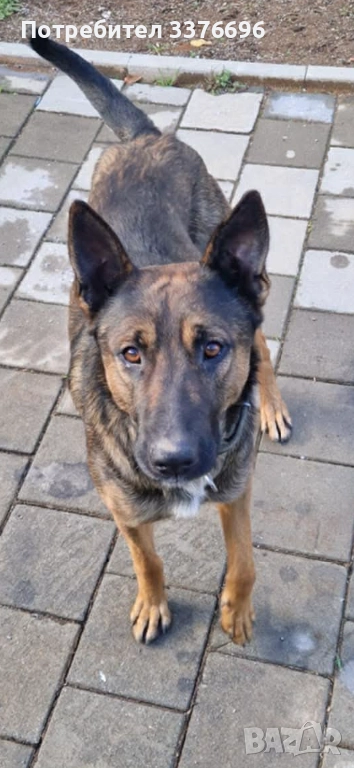 ПОДАРЯВАМ ДОМАШНО КУЧЕ НА 8месеца, снимка 1