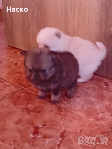 Померански шпиц, снимка 6 - Померан - 52949658