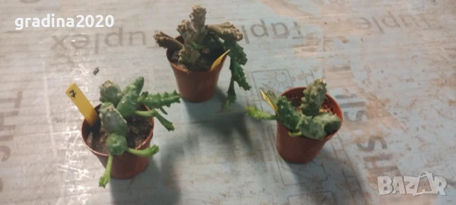 Стапелия - Налични 3 вида, снимка 3 - Разсади - 51010518