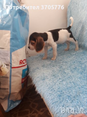 Бигълчета мини, снимка 1