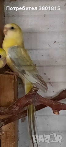 Пойни папагали , снимка 4 - Папагали - 52241015
