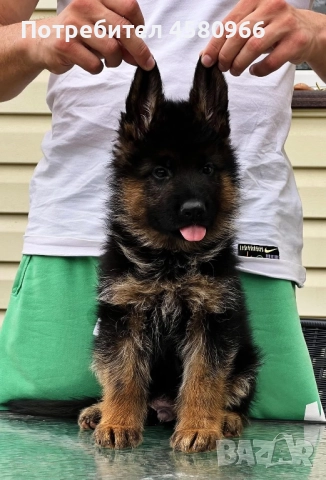 Немски овчарки  , снимка 6 - Немска овчарка - 51551842