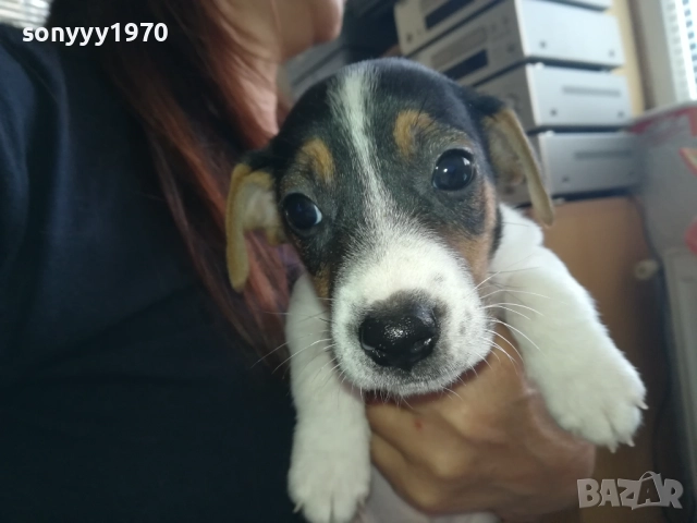 СЛАДКО ПАЛЕ ДЖАК РЪСЕЛ 250ЛВ ЗА БР 0210250814, снимка 2 - Джак ръсел териер - 51915549