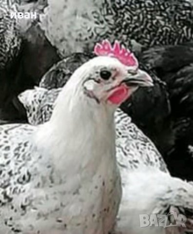 Сребърно Брезе яйца, снимка 10 - други­ - 31147352