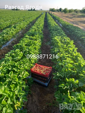 Предлагаме разсад ягоди, снимка 10 - Разсади - 53589069