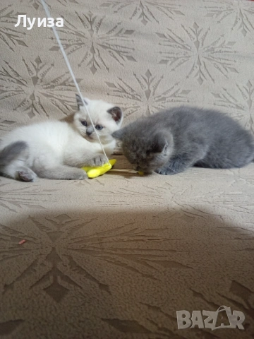 Продавам британки