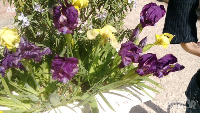 Продавам цветя Ириси, ниски, жълти и тъмно сини, снимка 6 - Разсади - 36896575