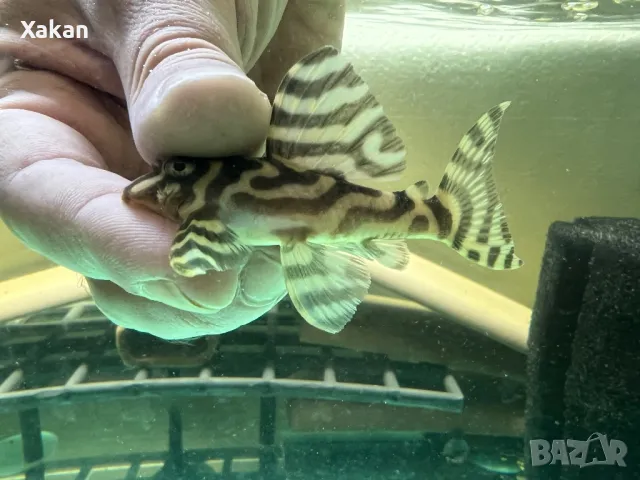 L 401- 2 женски, снимка 3 - Рибки - 49300336