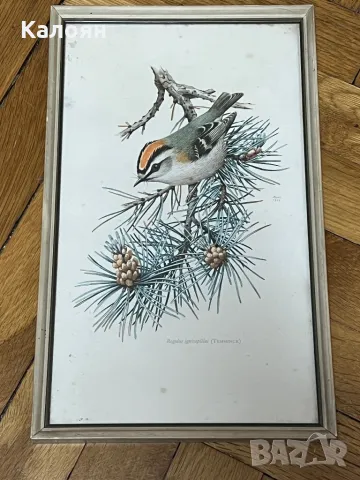 Картинка с птиченце в рамка , снимка 6 - Декорация за дома - 50080457