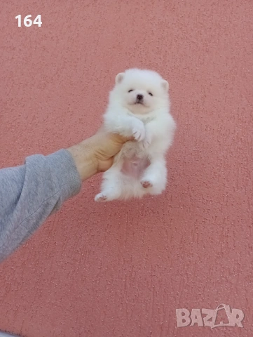Мъжки и женски  Померани. Реални снимки от 05.01.26 г. , снимка 10 - Померан - 52930796