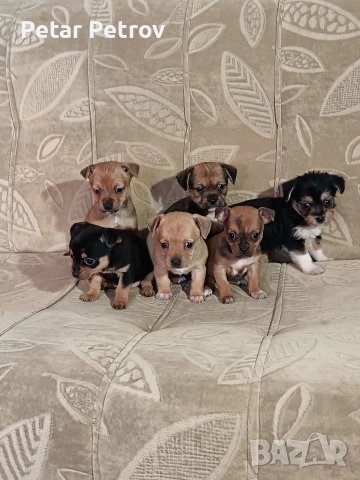 Мини пинчер чихуахуа, снимка 15 - Чихуахуа - 52816462