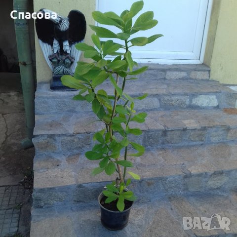 Каучуково дърво /Бразилска хевея/, снимка 2 - Стайни растения - 29424742