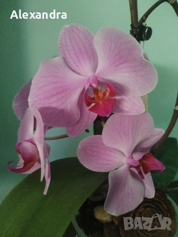 Разхождане на кучета, снимка 12 - Ветеринари и услуги - 50857550