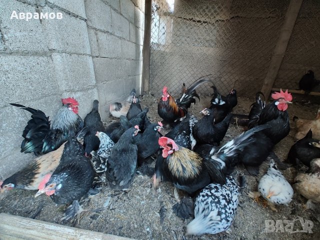 продавам декоративни кокошки и петли и яйца от тях , снимка 14 - други­ - 43955948