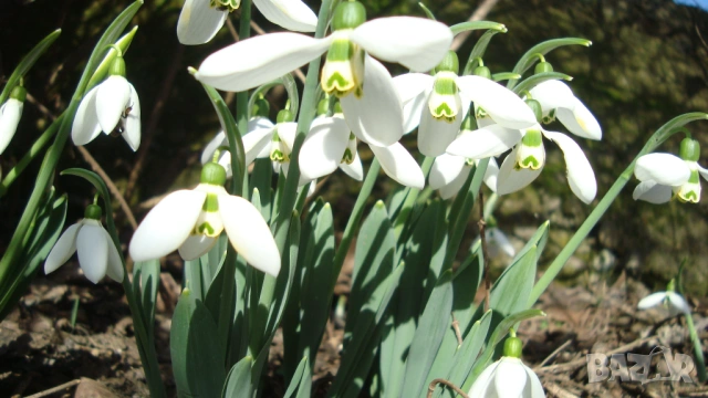 Кокиче (Galanthus), снимка 2 - Градински цветя и растения - 53098712