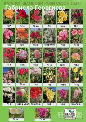 Щамбови рози на гол корен 