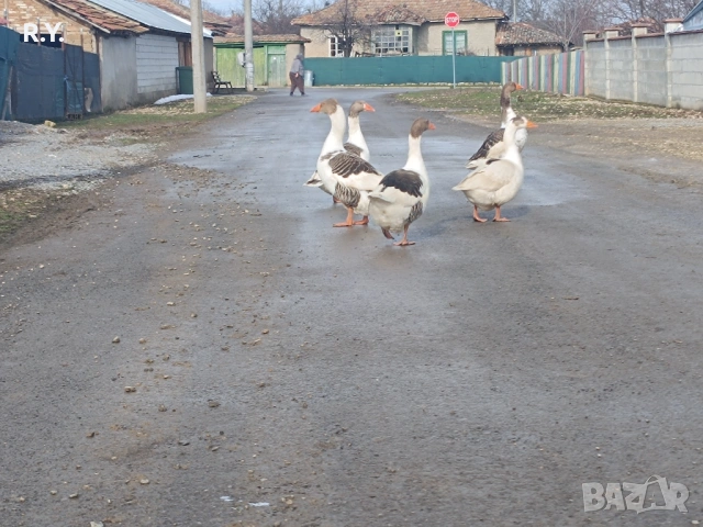Продавам гъски 