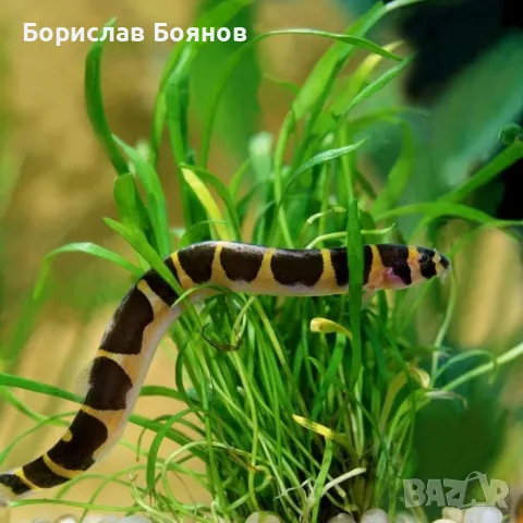 змиорка Кули 8см.