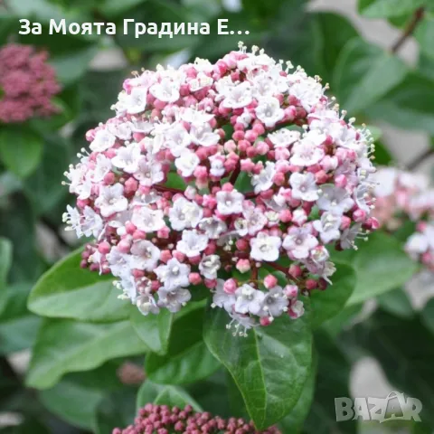 Лаврова Калина - Цвете , снимка 2 - Градински цветя и растения - 49761749