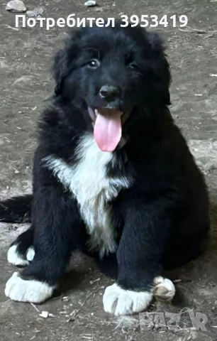 чистопородни каракачански кученца -линия гуджо 