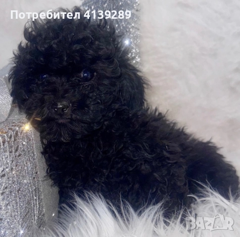 Пудел мини мини , снимка 6 - Пудели - 52754833