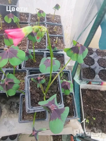 Продавам детелина , снимка 1