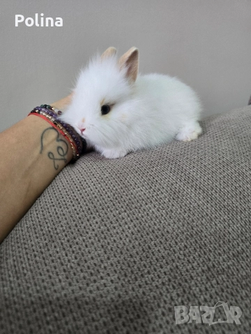 Мини лъвска глава , снимка 2 - Декоративни зайчета - 52921008