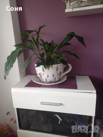 Спатифилум 