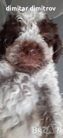 лагото романьоло , снимка 13 - Други - 52431390