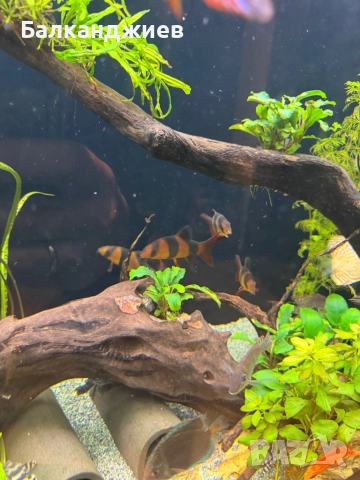 Боция макраканта 5бр 7-8 см, снимка 2 - Рибки - 52922984