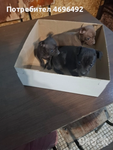 продавам пясъчни пинчери.