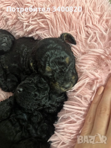 Той пуделчета, снимка 8 - Други - 53181851