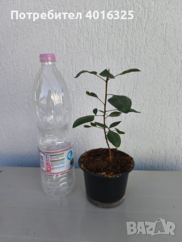 Разсад шамфъстък