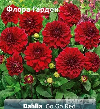 ДАЛИЯ - Глудки/ ПРЕДВАРИТЕЛНИ ПОРЪЧКИ, снимка 12 - Сортови семена и луковици - 44793217