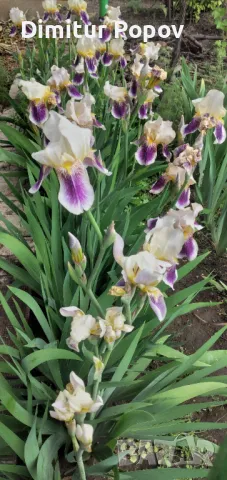 Перуника -Ирис, снимка 3 - Градински цветя и растения - 50190666