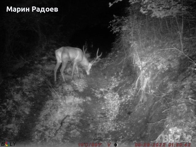 Ловна камера Bolymedia BG-710-M – 4G 24MP , снимка 10 - Ловно оръжие - 38874520
