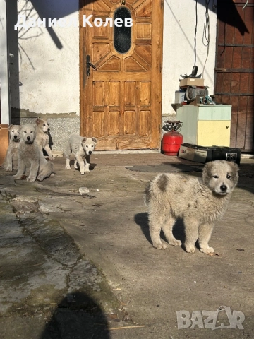 Продавам женски и мъжки алабаи, снимка 14 - Алабай - 52813719